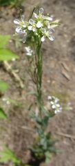 Arabis pycnocarpa