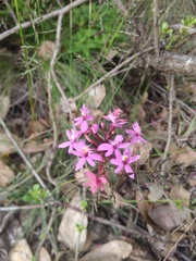 Epidendrum arachnoglossum