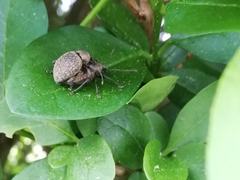 Otiorhynchus armadillo