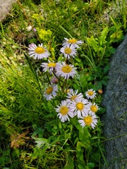 Erigeron formosissimus