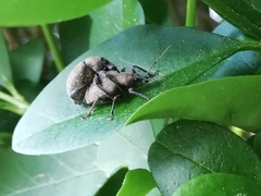 Otiorhynchus armadillo