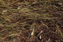 Schizachyrium pseudeulalia