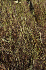 Schizachyrium pseudeulalia