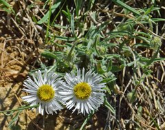 Erigeron vetensis