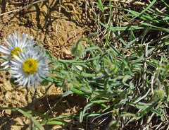 Erigeron vetensis