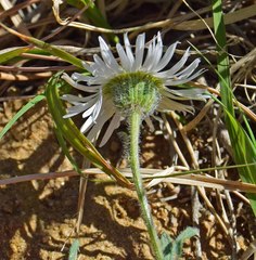 Erigeron vetensis