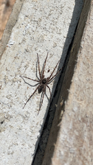Dolomedes scriptus