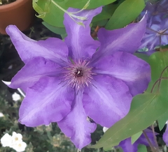 Clematis florida