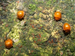 Corynomalus laevigatus