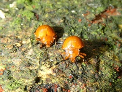 Corynomalus laevigatus
