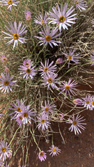 Erigeron utahensis