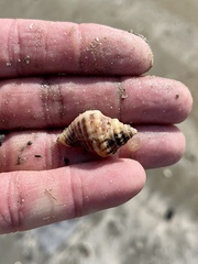 Stramonita canaliculata