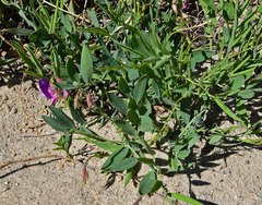Lathyrus polymorphus