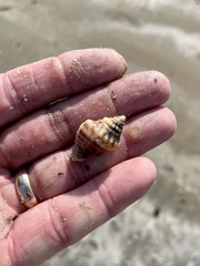 Stramonita canaliculata