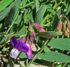 Lathyrus polymorphus