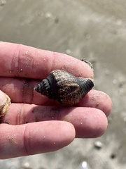 Stramonita canaliculata