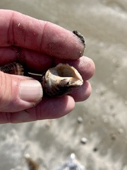 Stramonita canaliculata