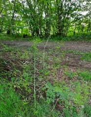 Asparagus officinalis