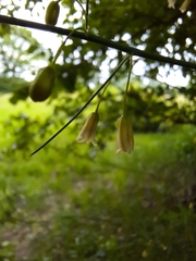 Asparagus officinalis