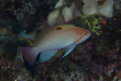 Pseudanthias hypselosoma