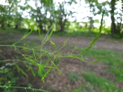 Asparagus officinalis
