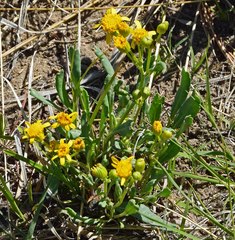 Packera tridenticulata