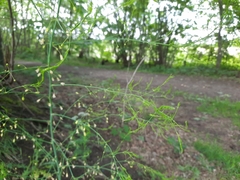 Asparagus officinalis