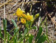 Packera tridenticulata