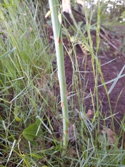 Asparagus officinalis