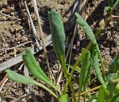 Packera tridenticulata