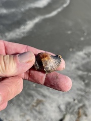 Stramonita canaliculata