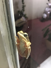 Polypedates maculatus