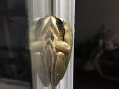 Polypedates maculatus