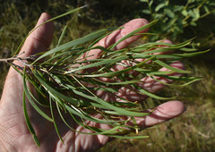 Hakea arborescens