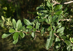 Terminalia platyptera