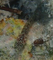 Tigrigobius macrodon