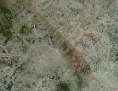 Tigrigobius macrodon