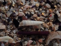 Cingulina spina