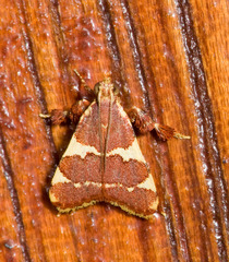 Parachma rufoflavalis