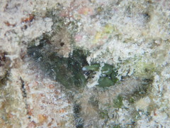 Mithraculus sculptus