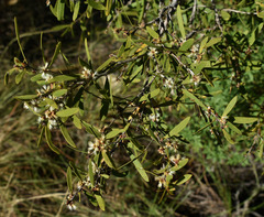 Melaleuca acacioides
