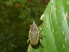 Cholus dorsalis