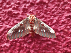 Citheronia splendens