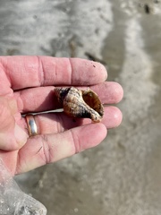Stramonita canaliculata