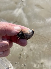 Stramonita canaliculata