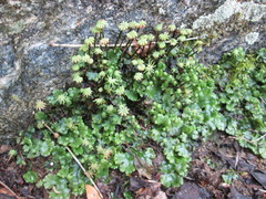 Marchantia polymorpha ruderalis