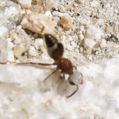 Ephuta argenticeps