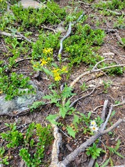 Senecio eremophilus kingii