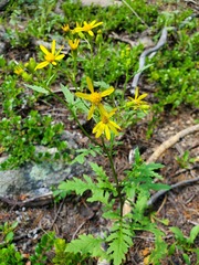 Senecio eremophilus kingii