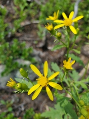 Senecio eremophilus kingii